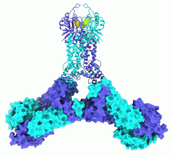 Researchers identify bacteria defence system mechanism