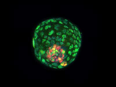 Researchers create blastocyst-like models from mouse cells