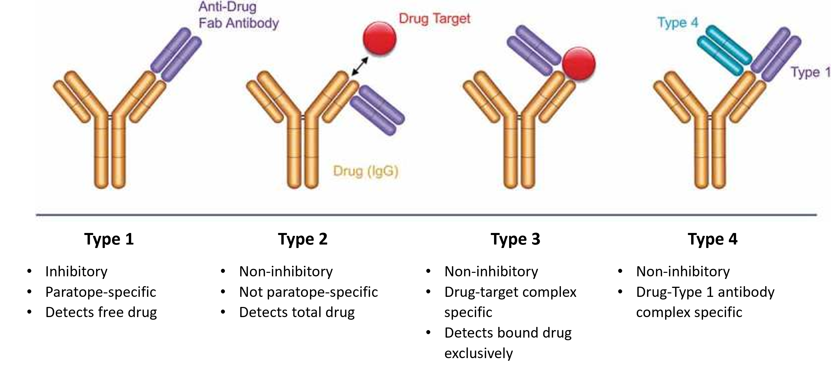 lternative binding modes of anti-idiotypic antibodies generated using an antibody phage display library in combination with guided in vitro selection. Adapted from Harth S et al. (8) under a CC BY-NC-ND 4.0.