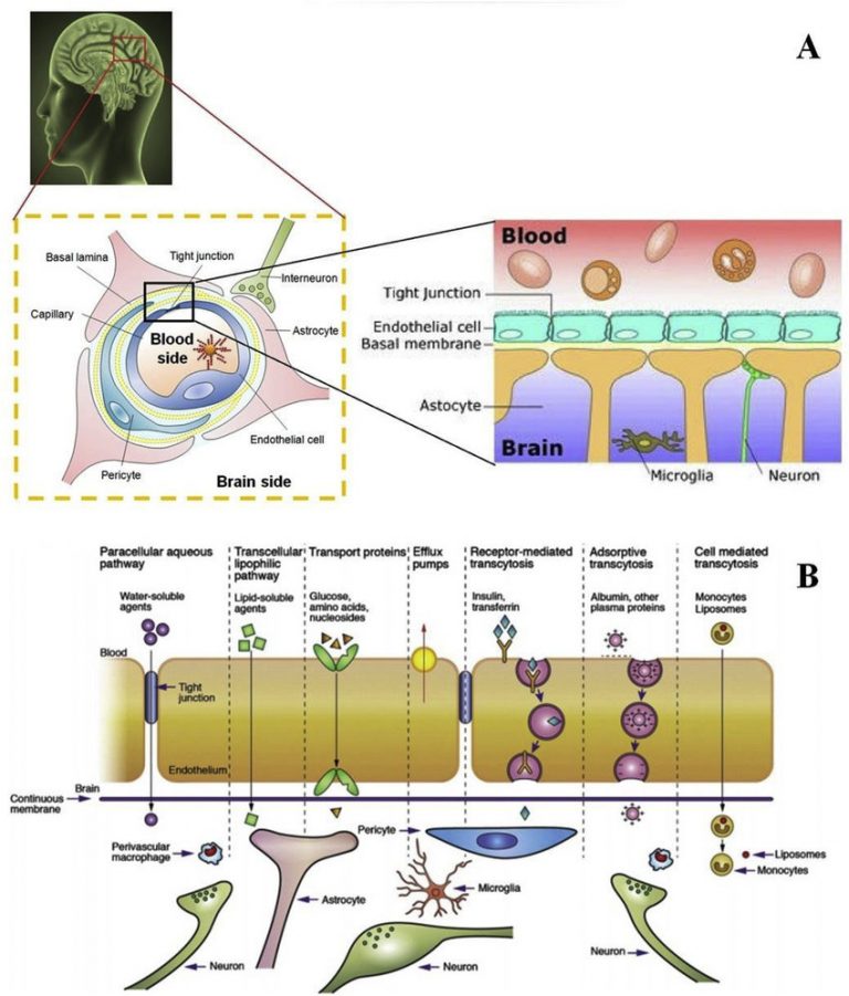 A novel blood-brain barrier model for cerebral malaria research