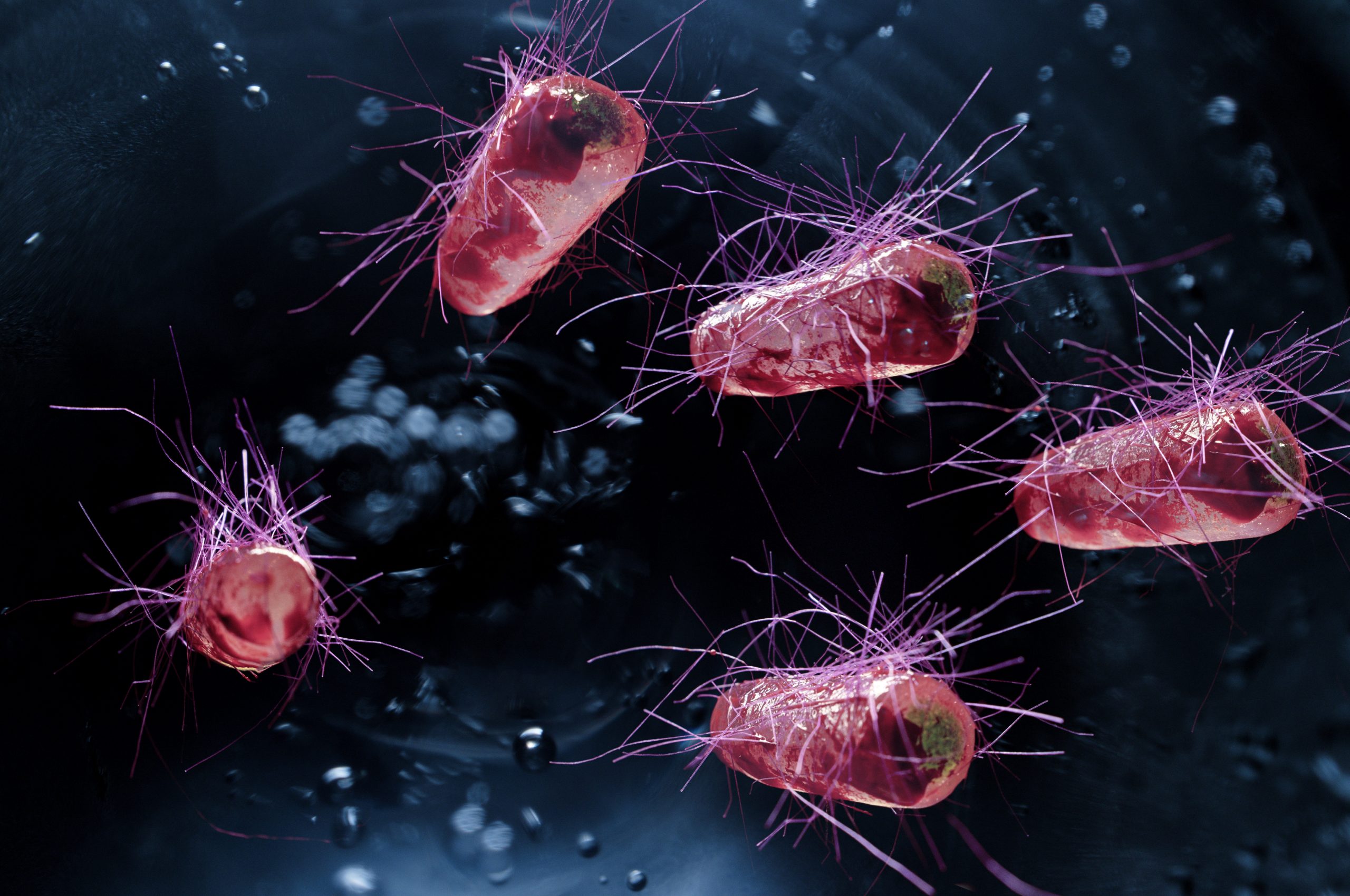 Escherichia coli also known as Ecoli bacteria health science concept