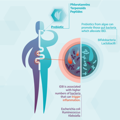 Algae: a source for prebiotics and drugs to treat IBD