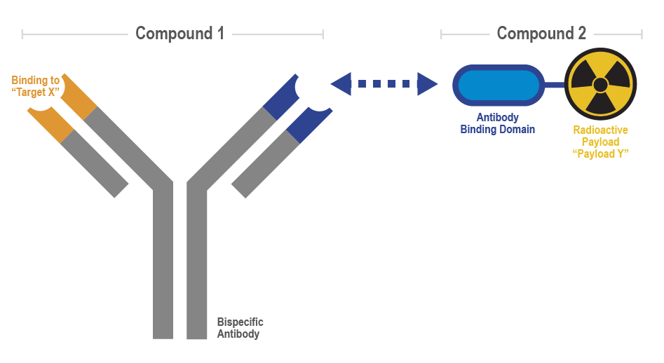 The PreTarg-it® platform consists of two components: Compound 1, a bispecific antibody that targets tumour markers, and Compound 2, a radioligand that binds to the bispecific antibody