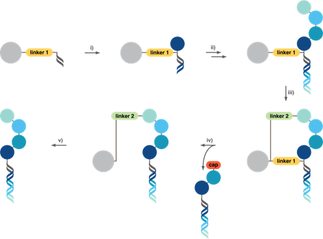 Synthesis process of self-purified DNA-encoded chemical libraries by dual-linker solid phase synthesis