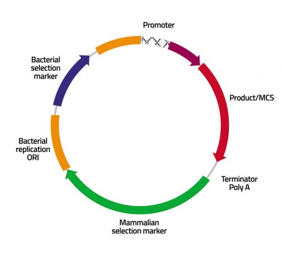 Cell Line Development – Biologics Development From Early Phase To IND