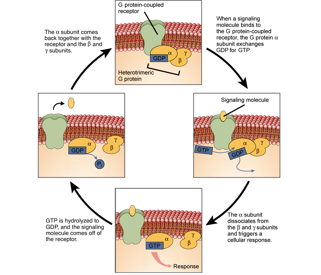 How Do Receptors Work