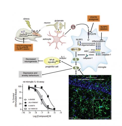 Clinical Optimism For Antagonists Targeting Certain Ion Channels