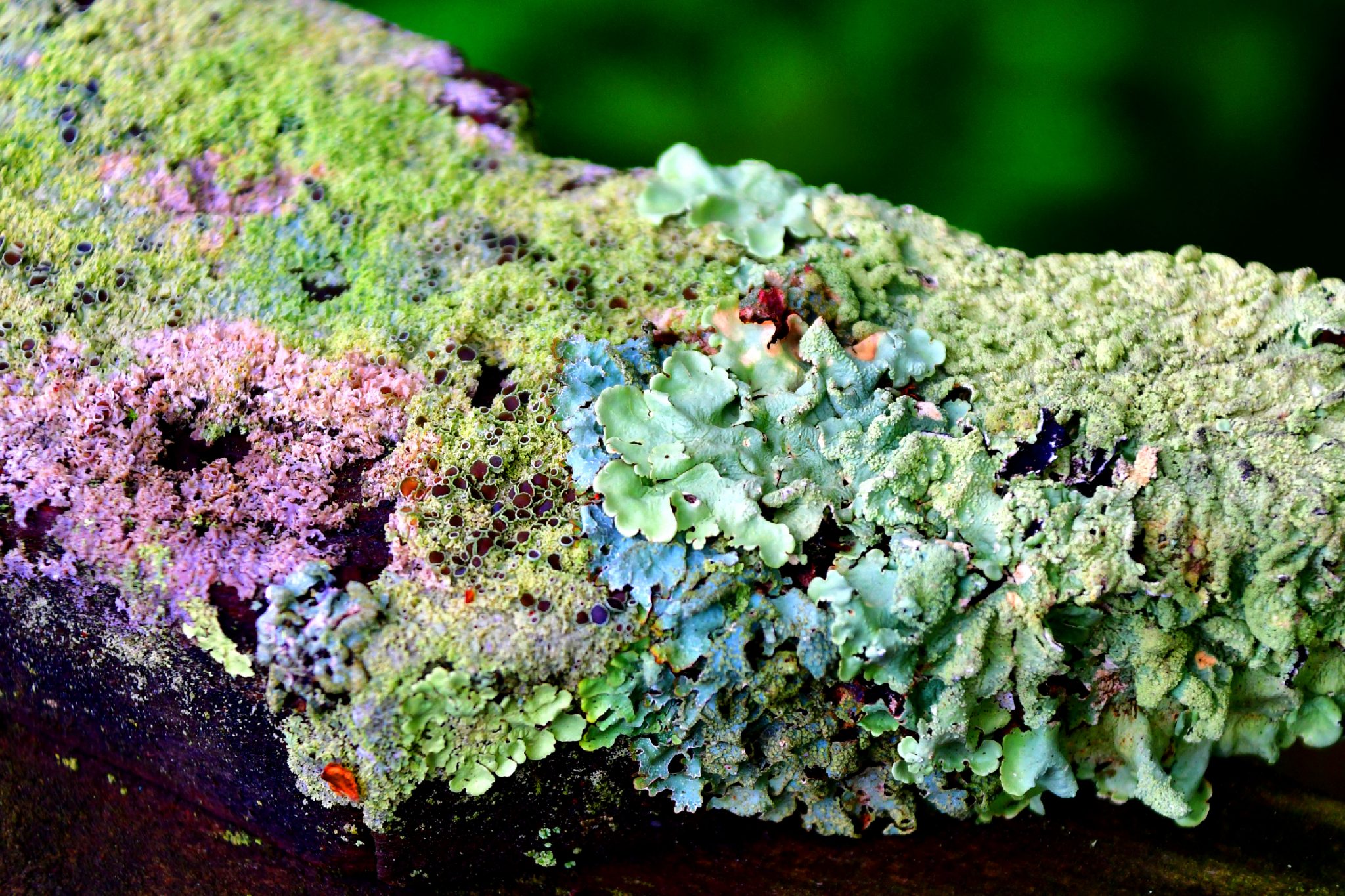 natural-connections-looking-for-lichens