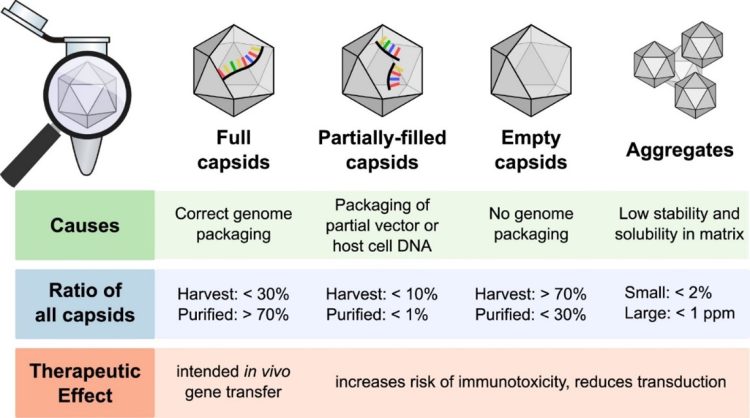 Major capsid types formed during rAAV production and impact of therapeutic outcomes.