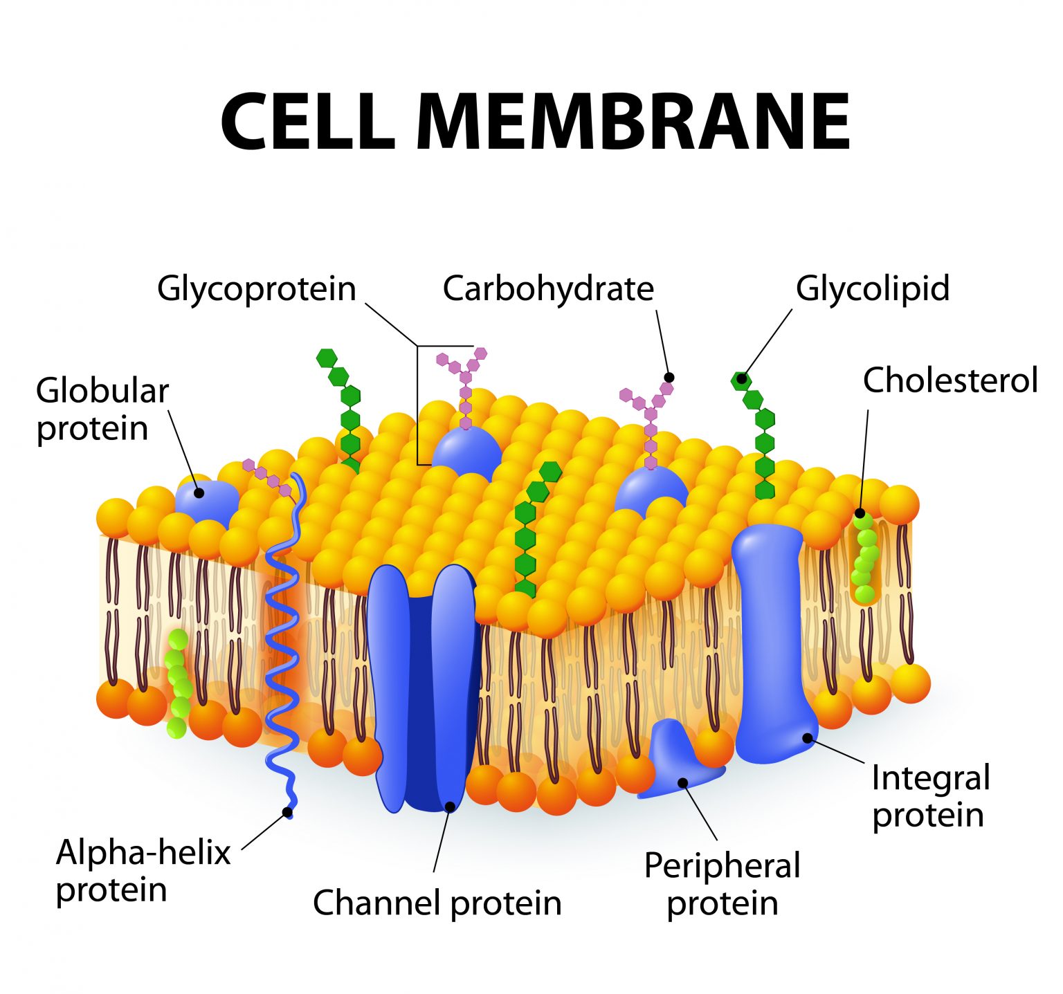 Artificial binding protein could be developed into novel therapies