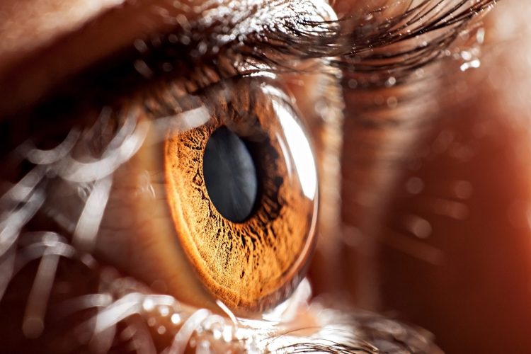 Vitronectin could be a promising drug target for macular degeneration
