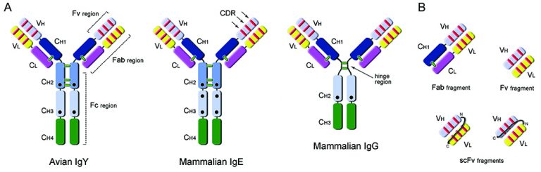 Antibody fragment technology and avian IgY antibodies: a powerful ...