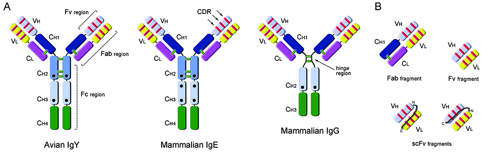 Antibody fragment technology and avian IgY antibodies: a powerful ...