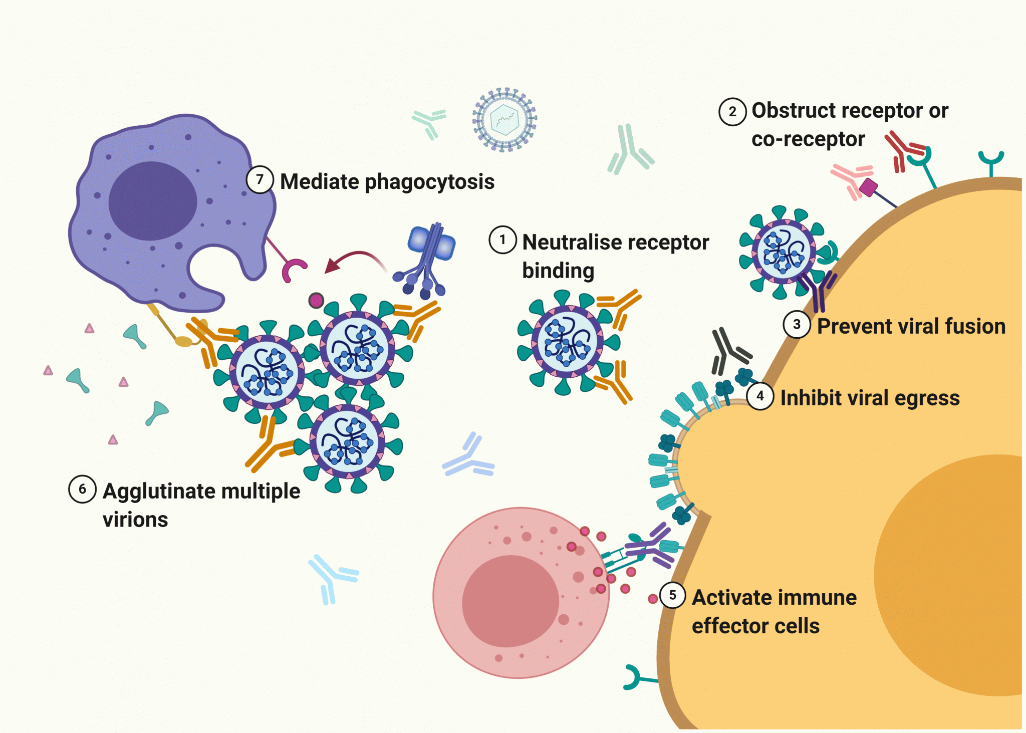 Highlighting technologies behind COVID-19 antibody therapy