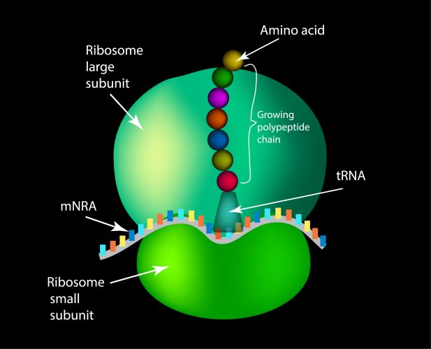 Five recent drug target discoveries for pancreatic cancer