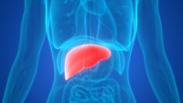 Liver fibrosis - News, Articles, Whitepapers - Drug Target Review