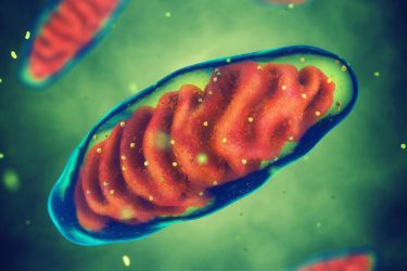 Mitochondria-targeting antibiotics reduce aging in C. elegans