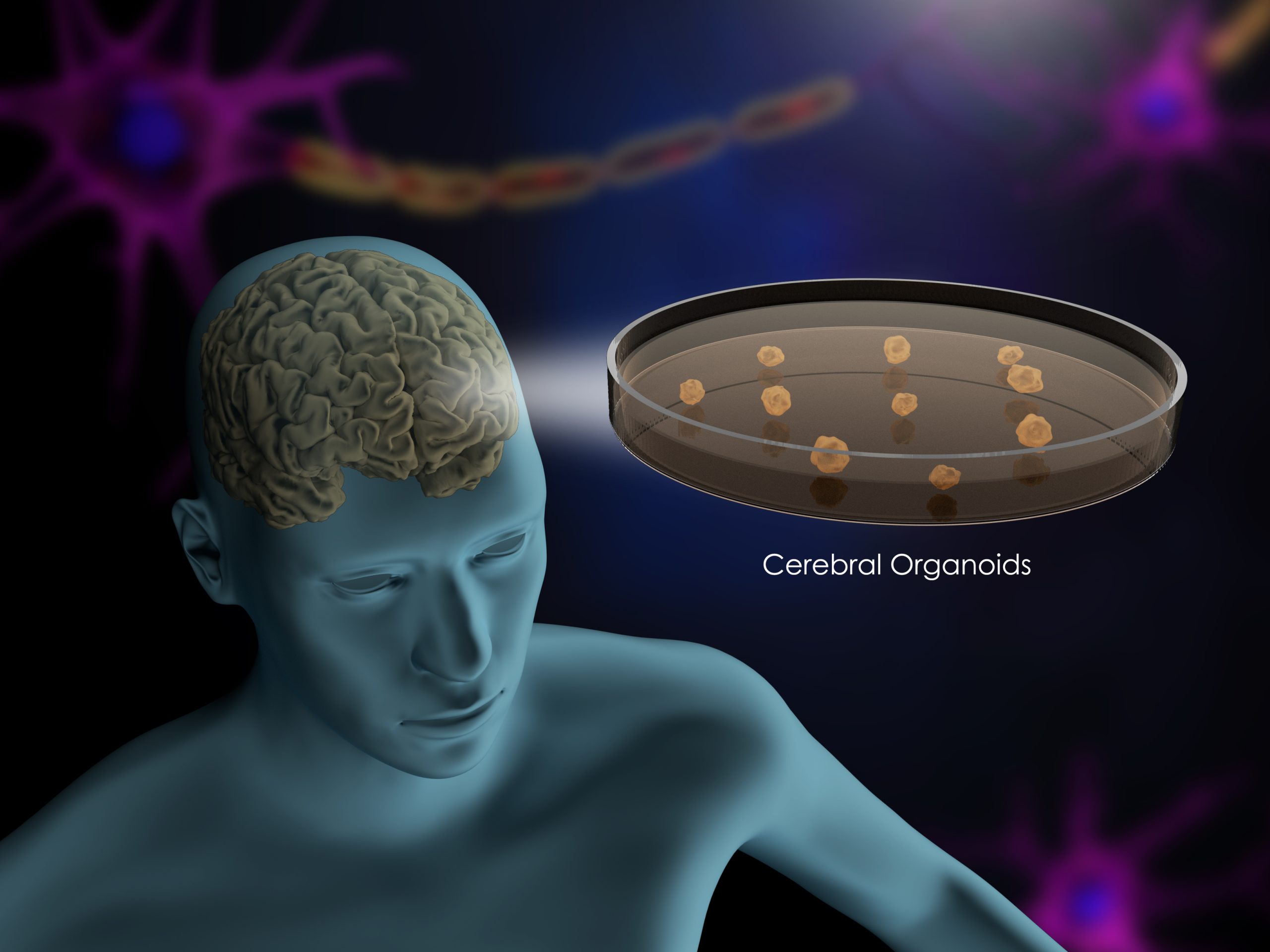 Cerebral organoids