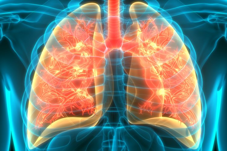 An image to show human respiratory system and lungs anatomy