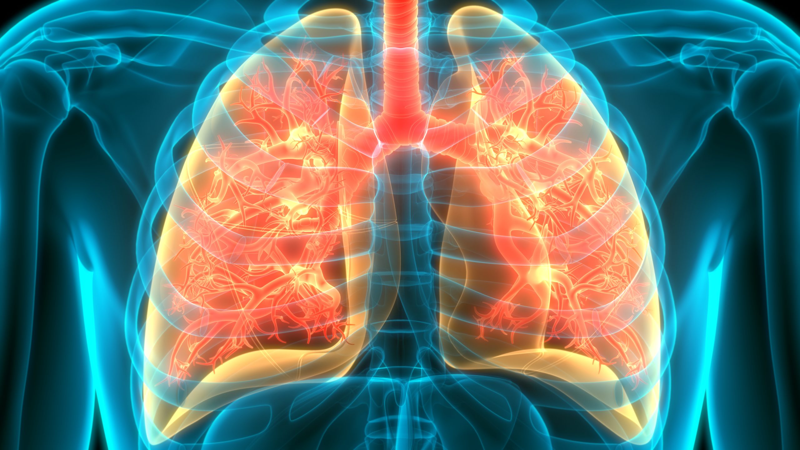 An image to show human respiratory system and lungs anatomy