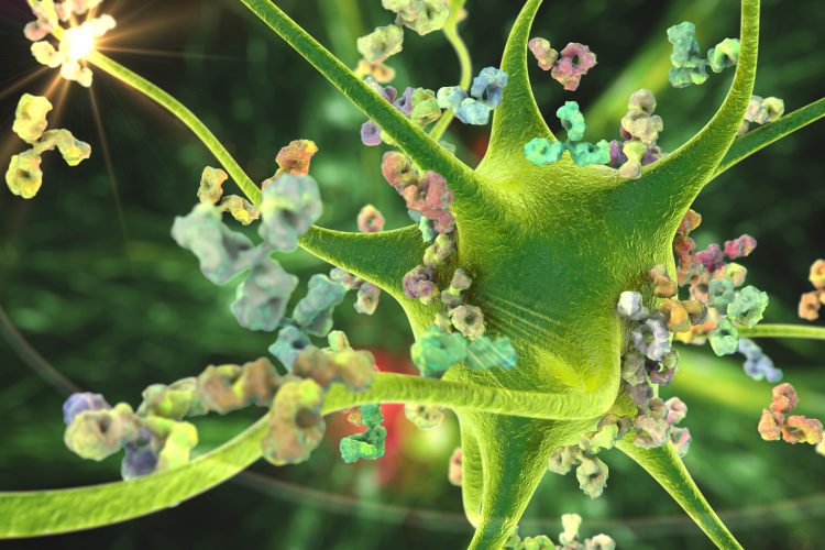 antibodies attacking neuron