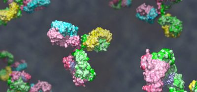 bispecific antibody