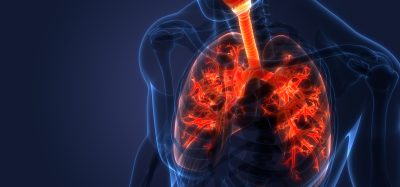 Human Respiratory System Lungs Anatomy