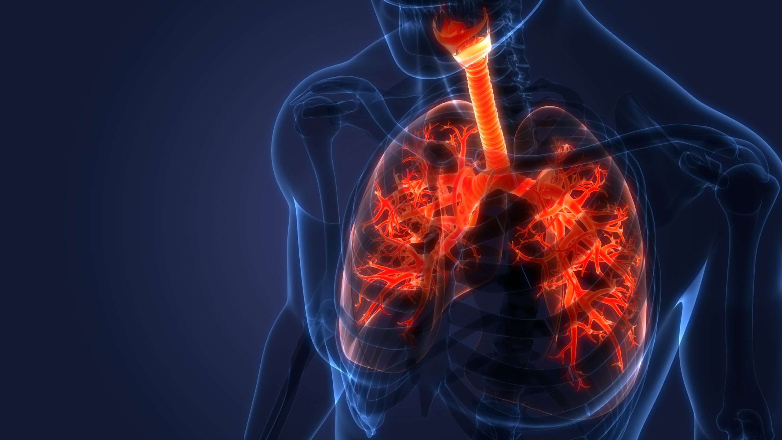 Human Respiratory System Lungs Anatomy