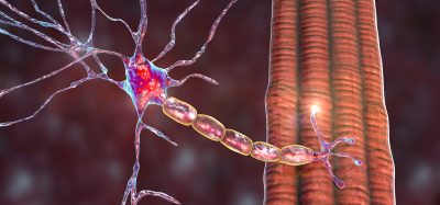 motor neuron attached to muscle fibre