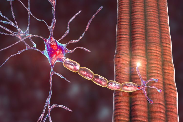 motor neuron attached to muscle fibre