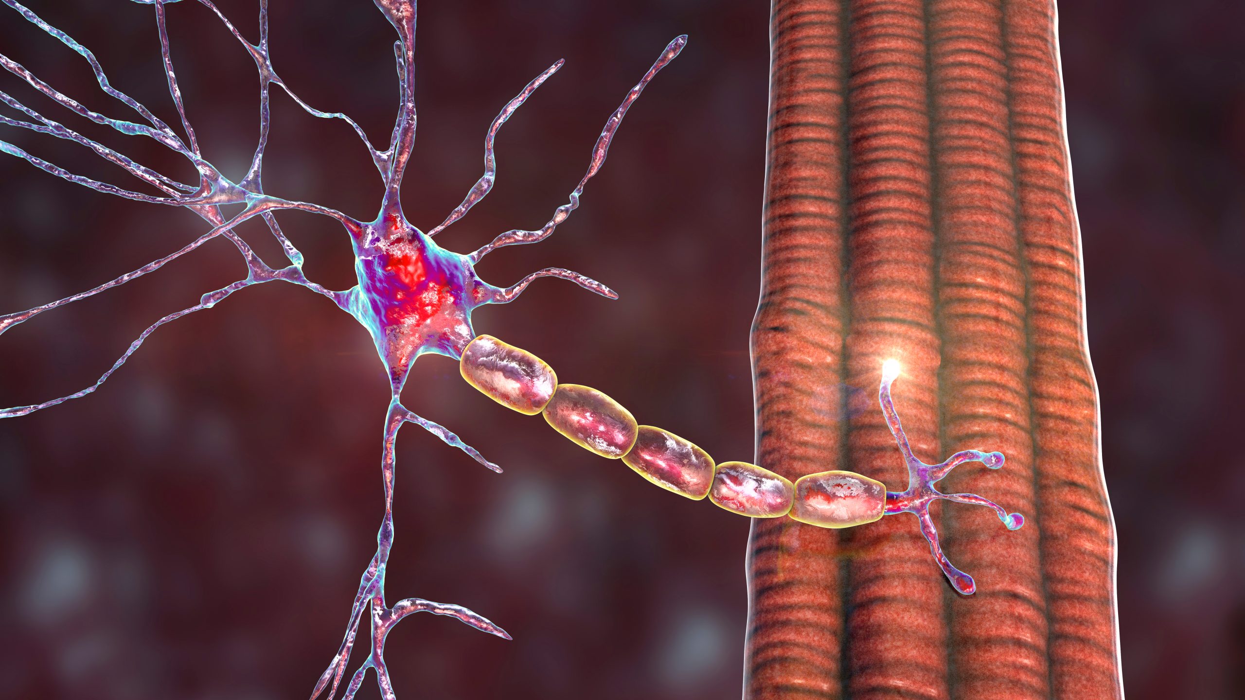 motor neuron attached to muscle fibre