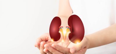 World kidney day. Woman hands holding healthy kidney anatomy. Kidney disease treatment, renal transplant or organ donation concept.