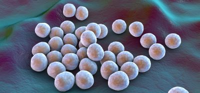 Bacteria methicillin-resistant Staphylococcus aureus MRSA, multidrug resistant bacteria, on surface of skin or mucous membrane, 3D illustration