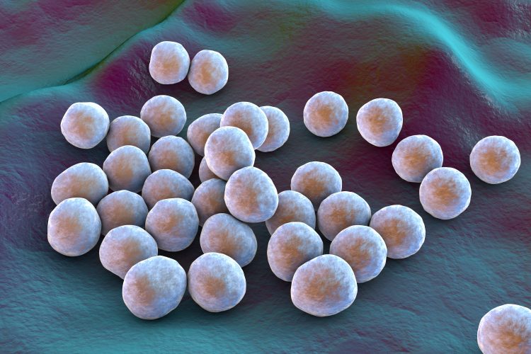 Bacteria methicillin-resistant Staphylococcus aureus MRSA, multidrug resistant bacteria, on surface of skin or mucous membrane, 3D illustration