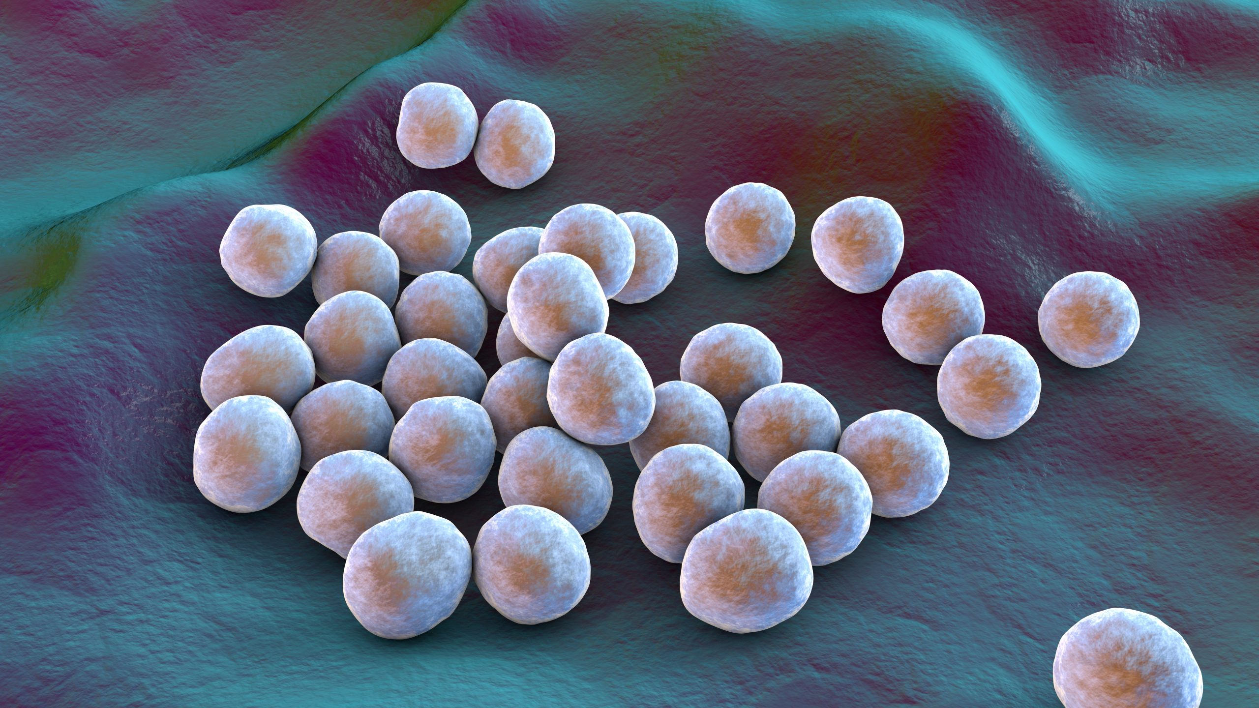 Bacteria methicillin-resistant Staphylococcus aureus MRSA, multidrug resistant bacteria, on surface of skin or mucous membrane, 3D illustration