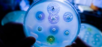 Antimicrobial susceptibility testing in petri dish. Microbiologist check Antibiotic resistance of bacteria