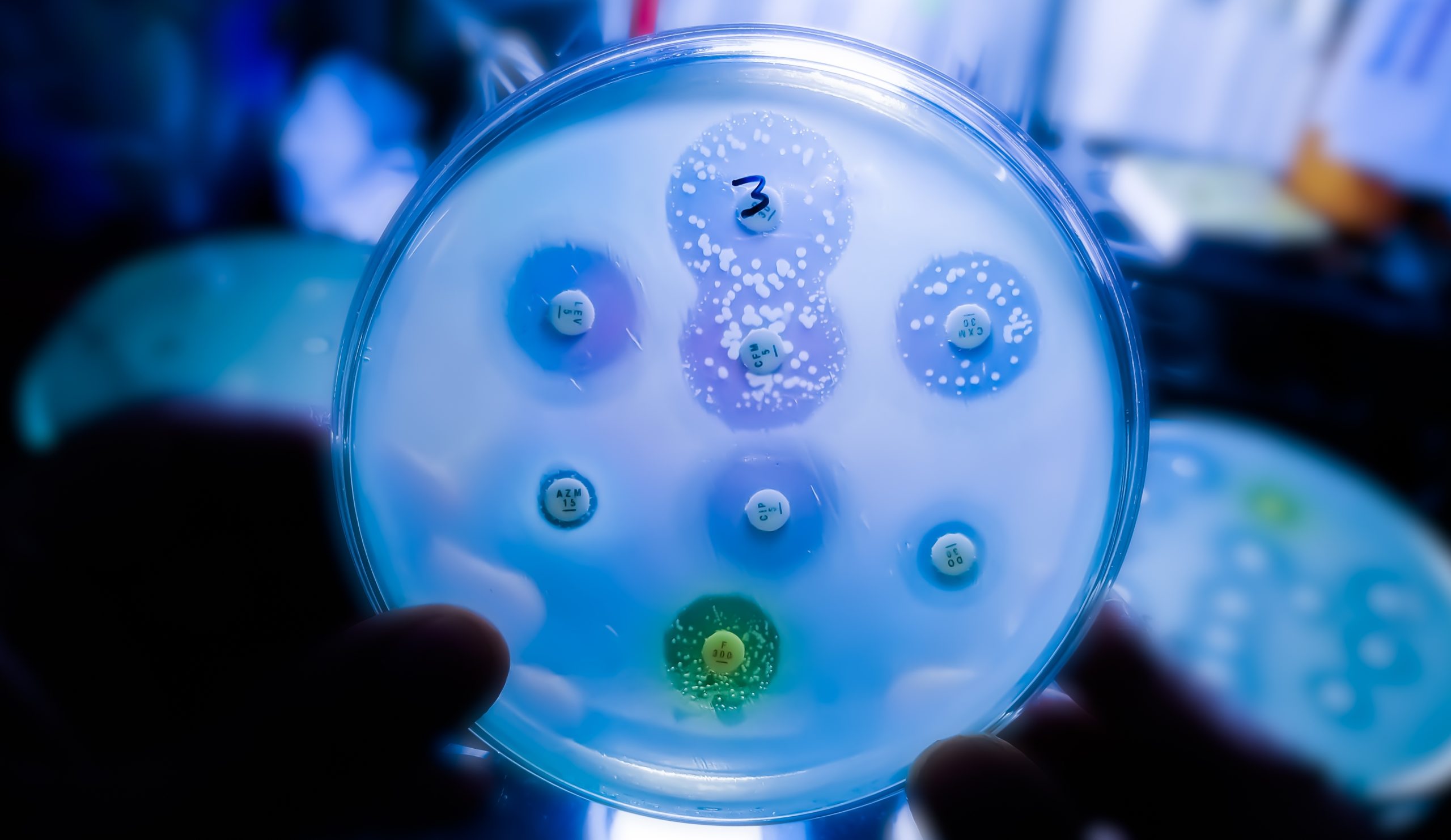 Antimicrobial susceptibility testing in petri dish. Microbiologist check Antibiotic resistance of bacteria