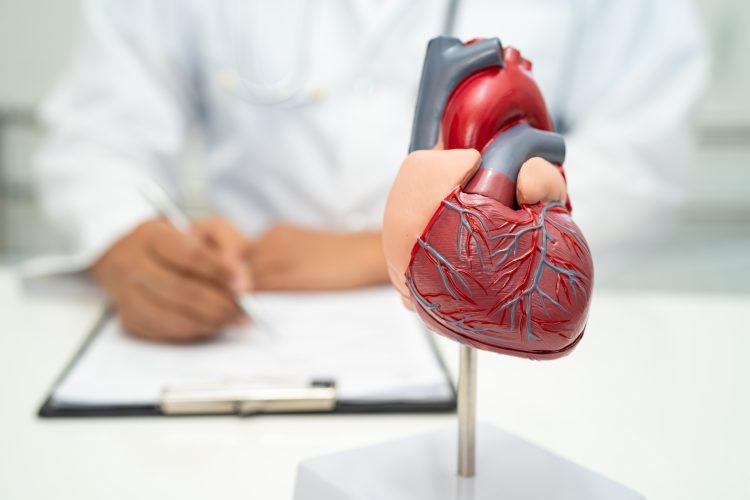 doctor holding human anatomy model for learn and treat heart disease.