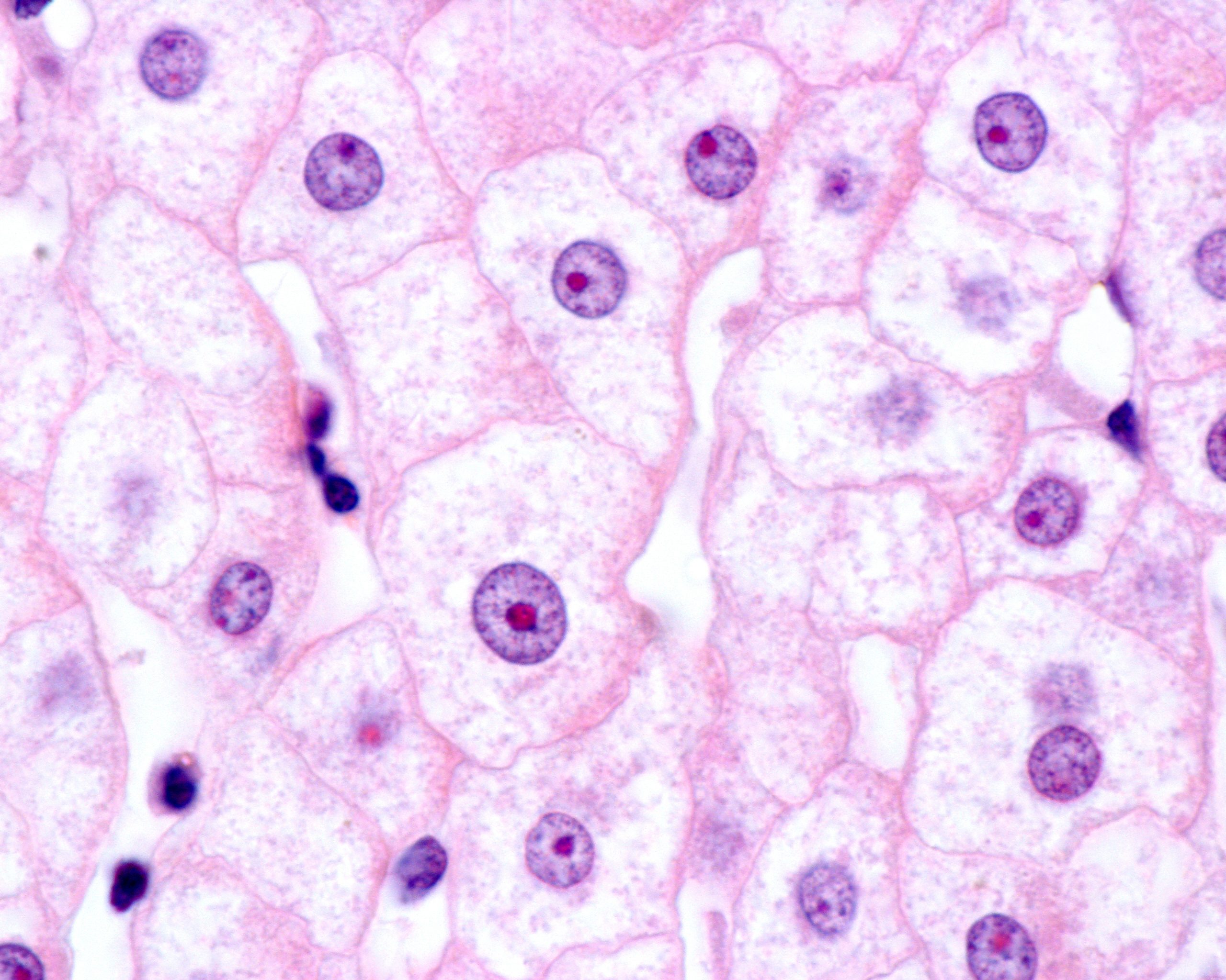 hepatocytes