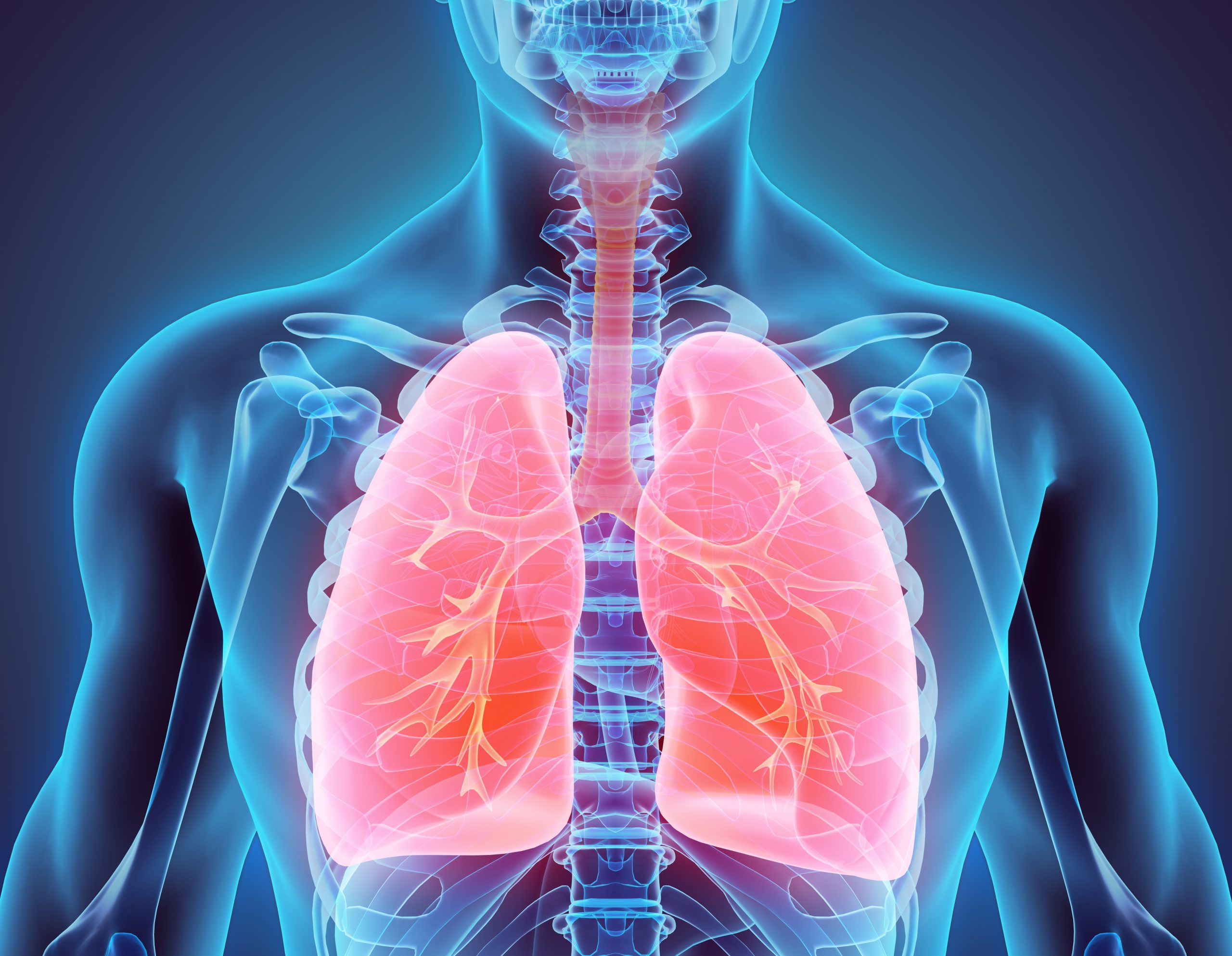 3d illustration of lungs