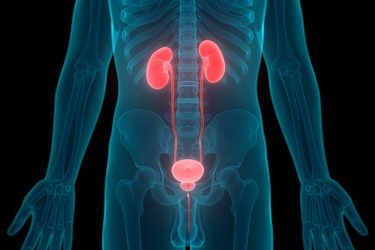 Immune cells the missing ingredient in new bladder cancer treatment