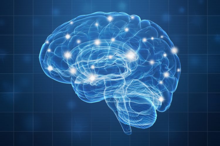 A human brain on blue background. 3D illustration