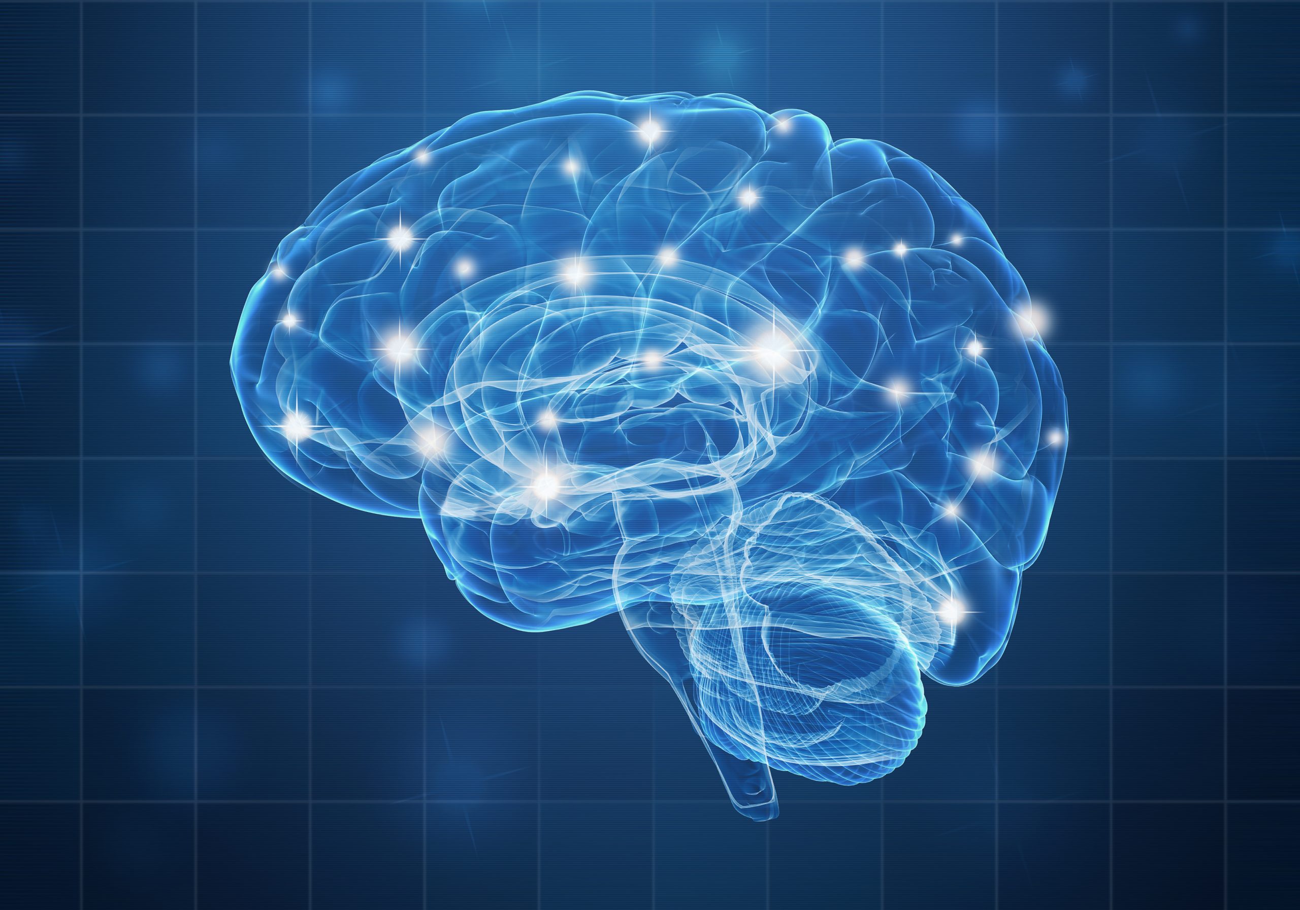 A human brain on blue background. 3D illustration