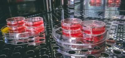 cell culture dishes filled with growth medium in a CO2 incubator