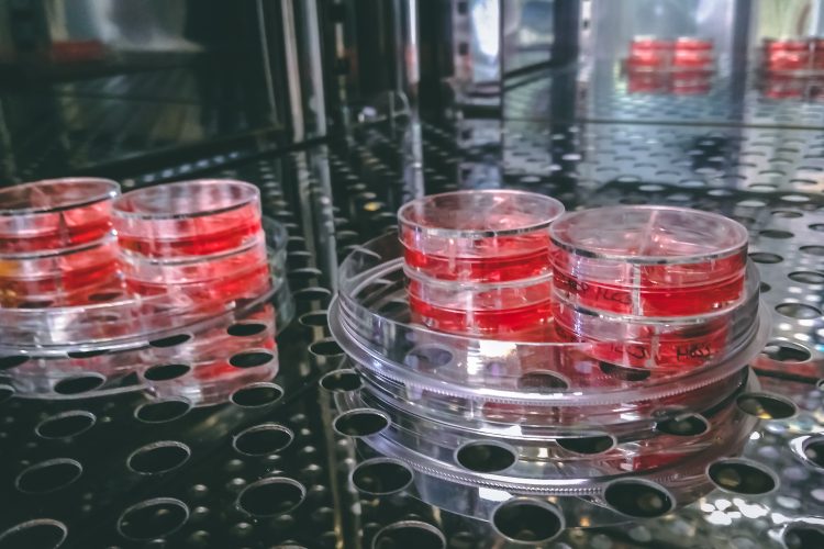 cell culture dishes filled with growth medium in a CO2 incubator