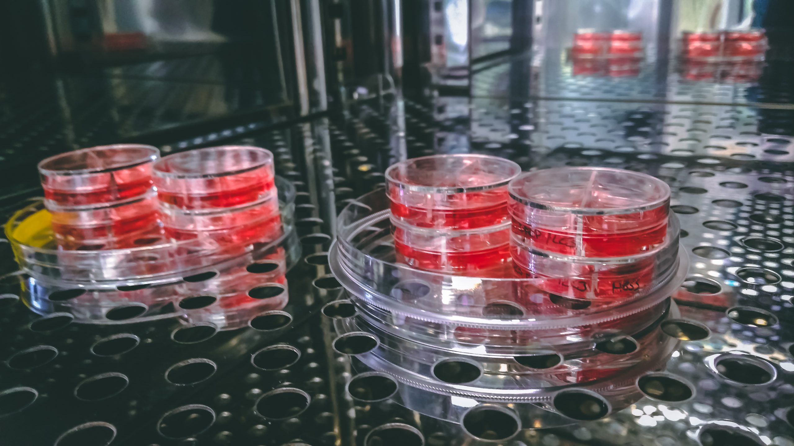 cell culture dishes filled with growth medium in a CO2 incubator