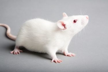 Process for rejuvenating aged rat brain stem cells discovered